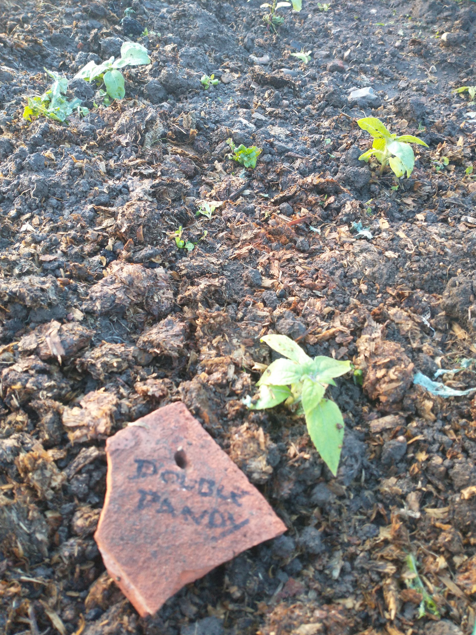 Sunflower Seedlings in the Ground!