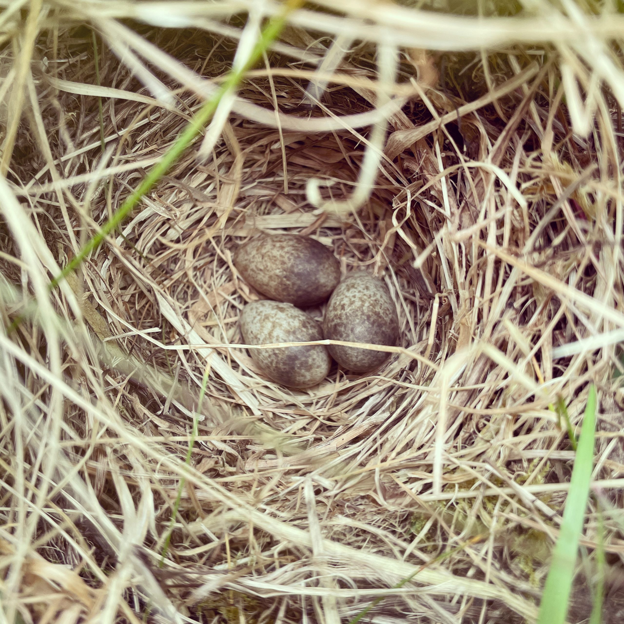 Seeing Skylarks