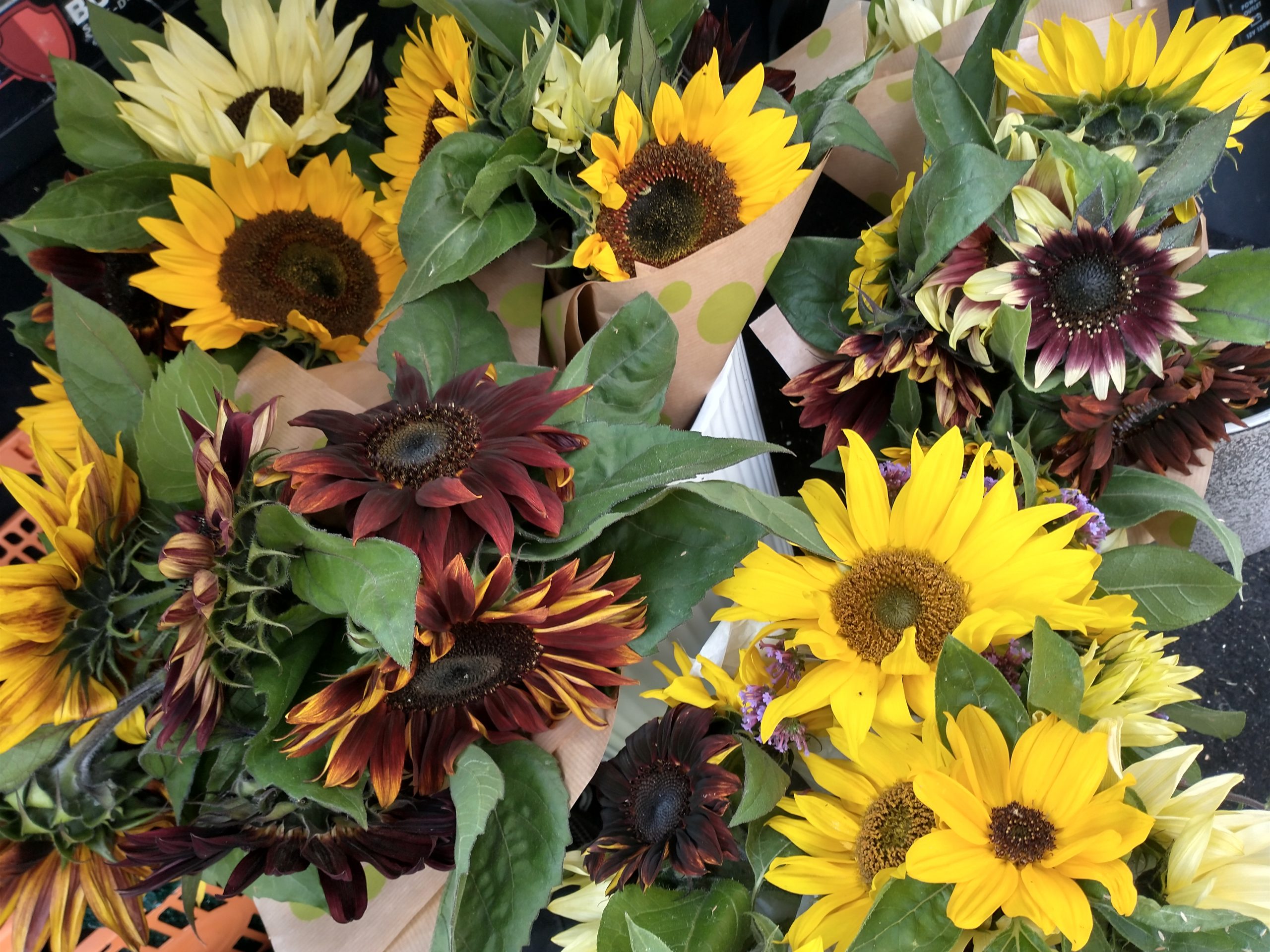 Selling Sunflowers!