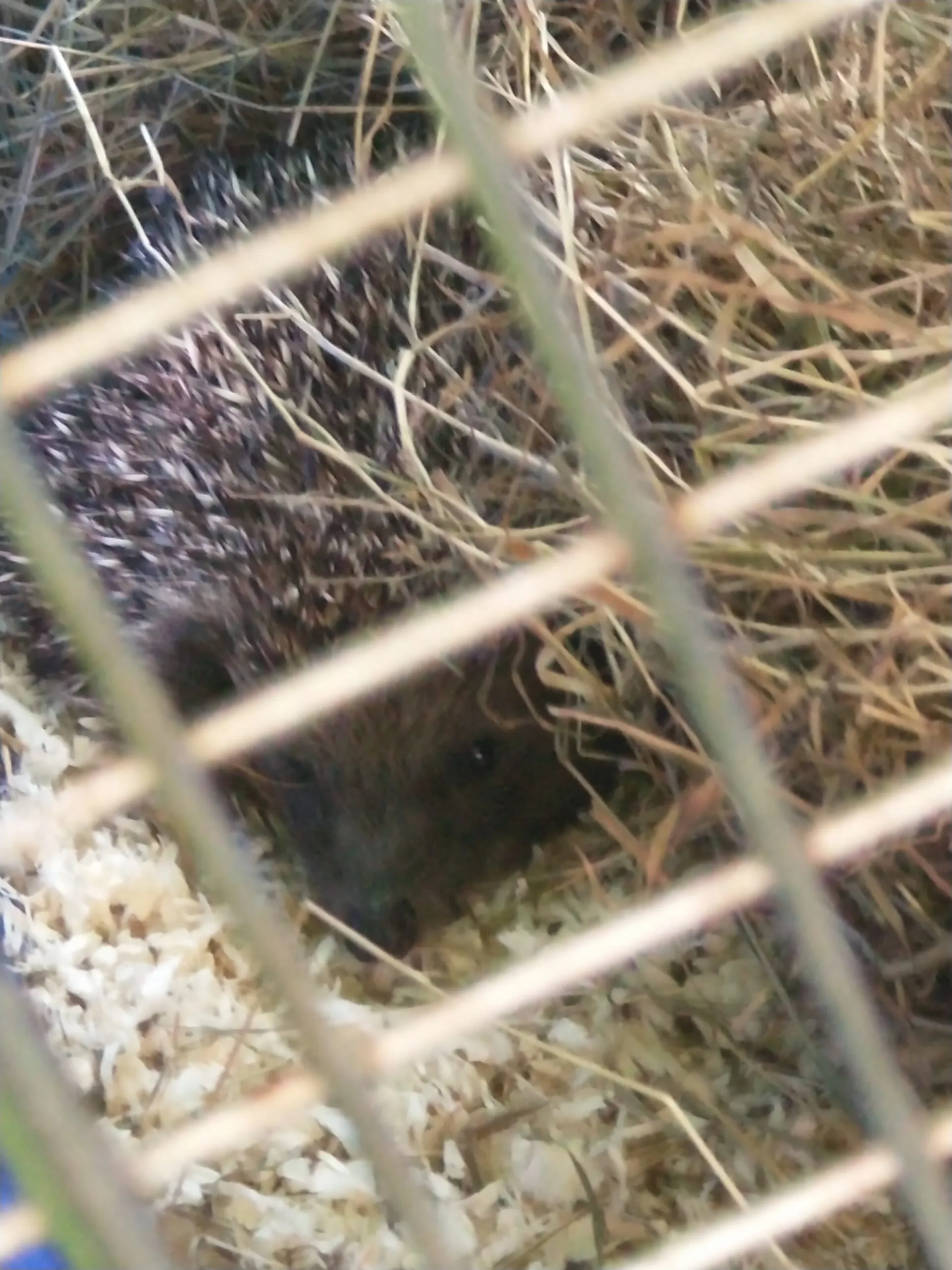 Rewilding Hedgehogs
