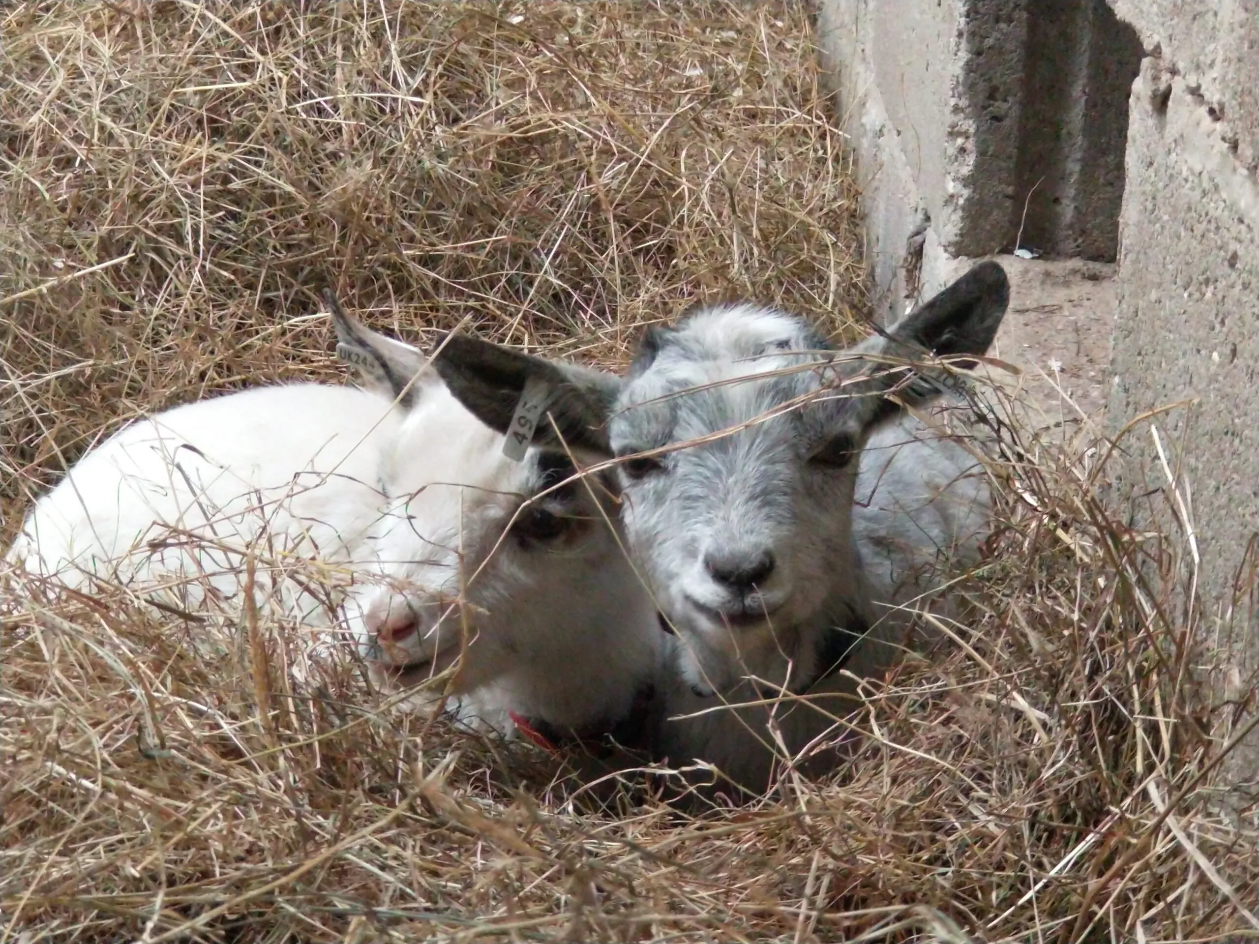 New Arrivals: Meet Thorn & Bailey!