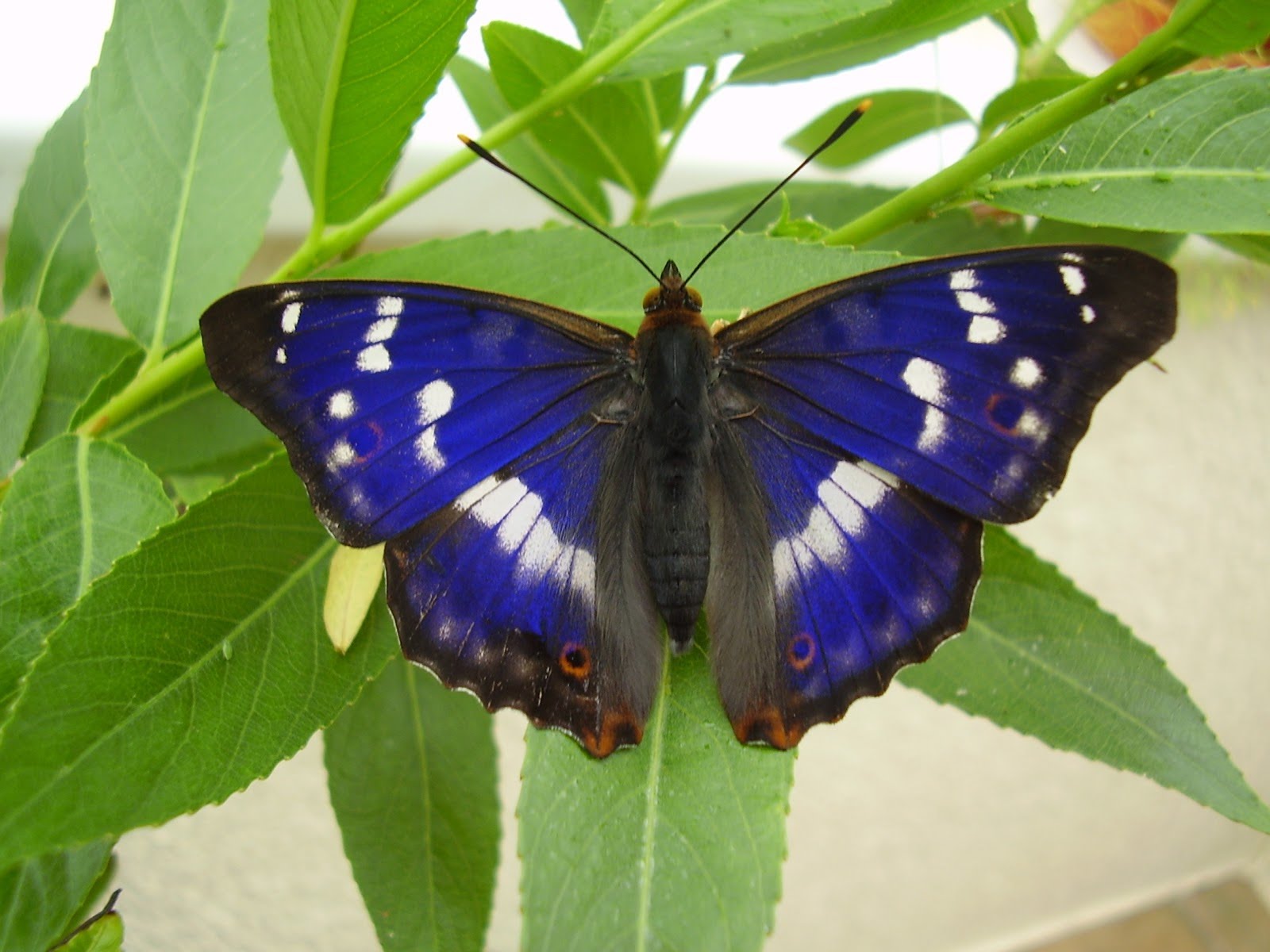 Planting for the Purple Emperor