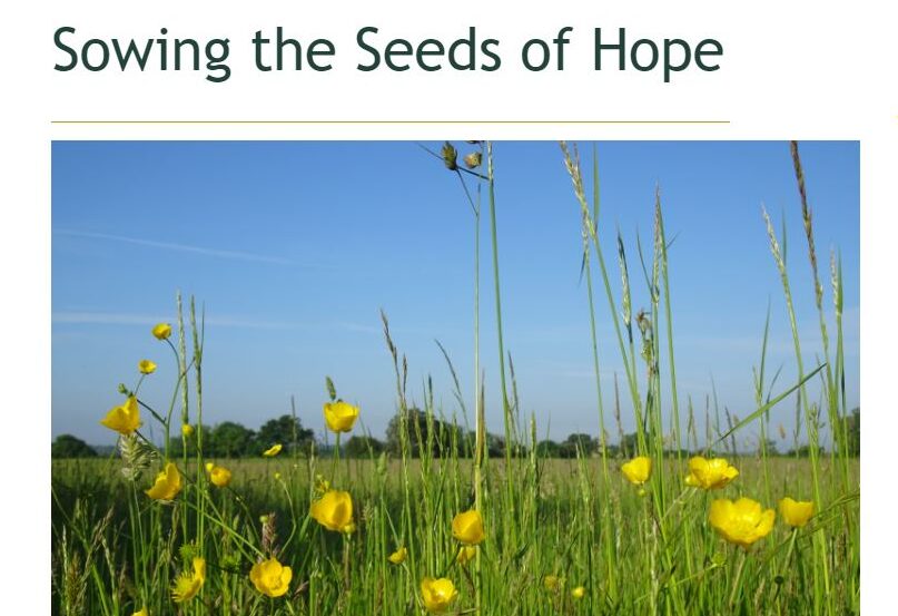 CPRE Essex Wilding the Outback Article: Sowing Seeds of Hope