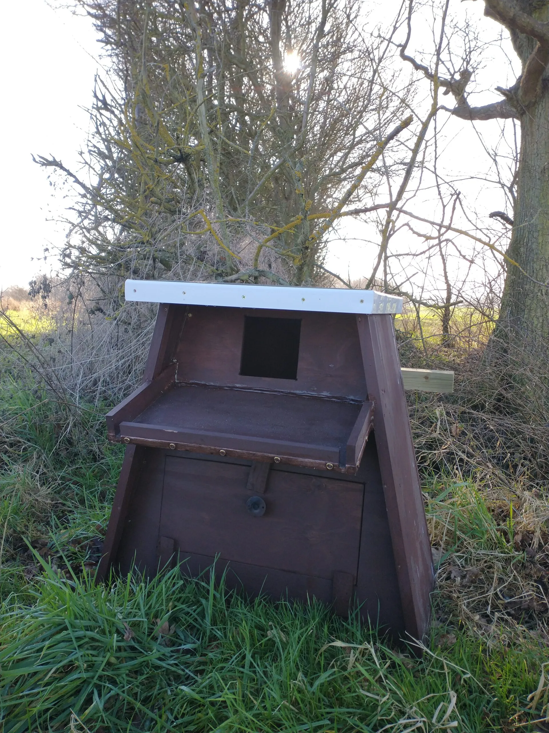 Beautiful Barn Owls