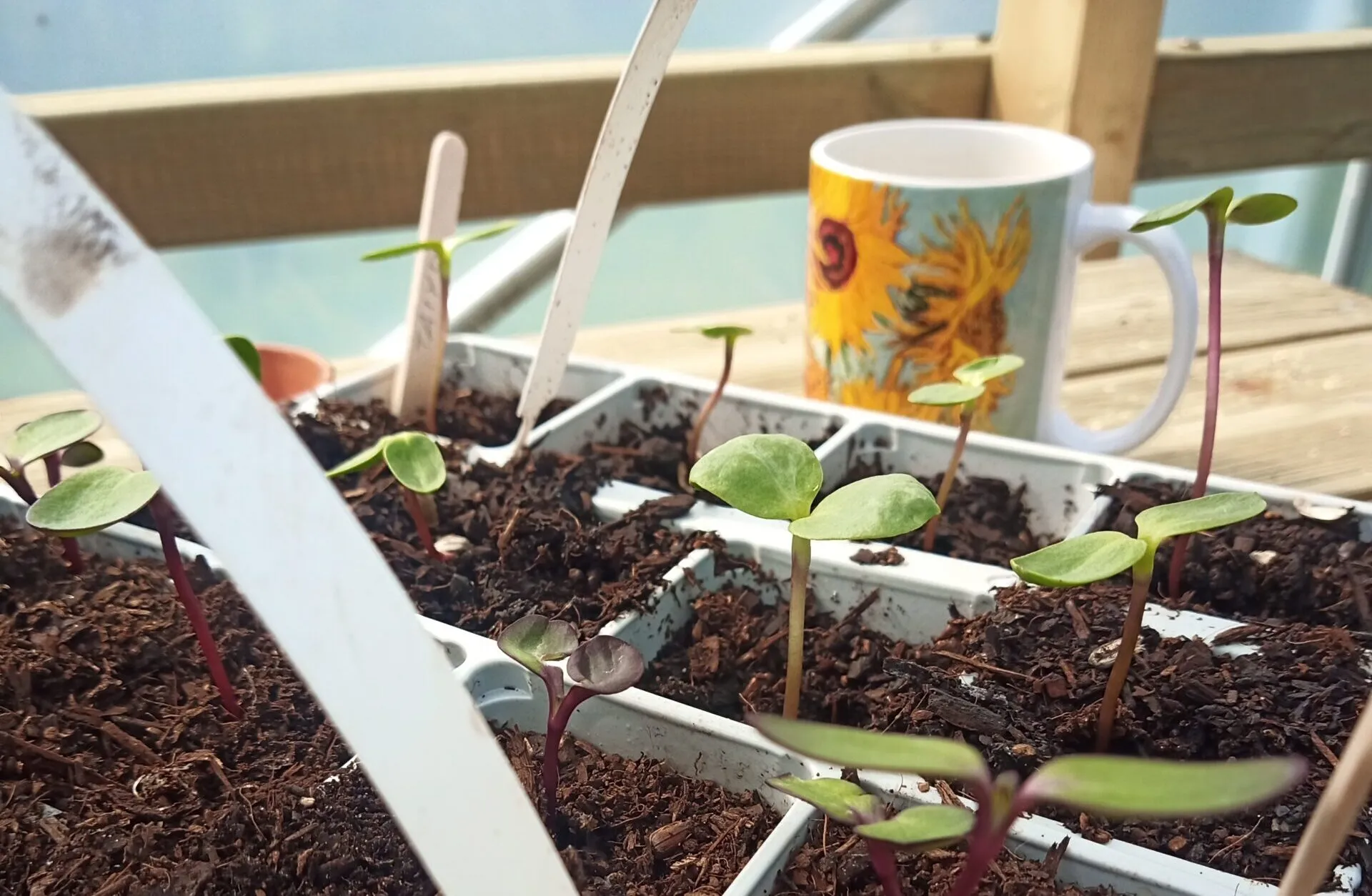 Sowing Sunflower Seeds