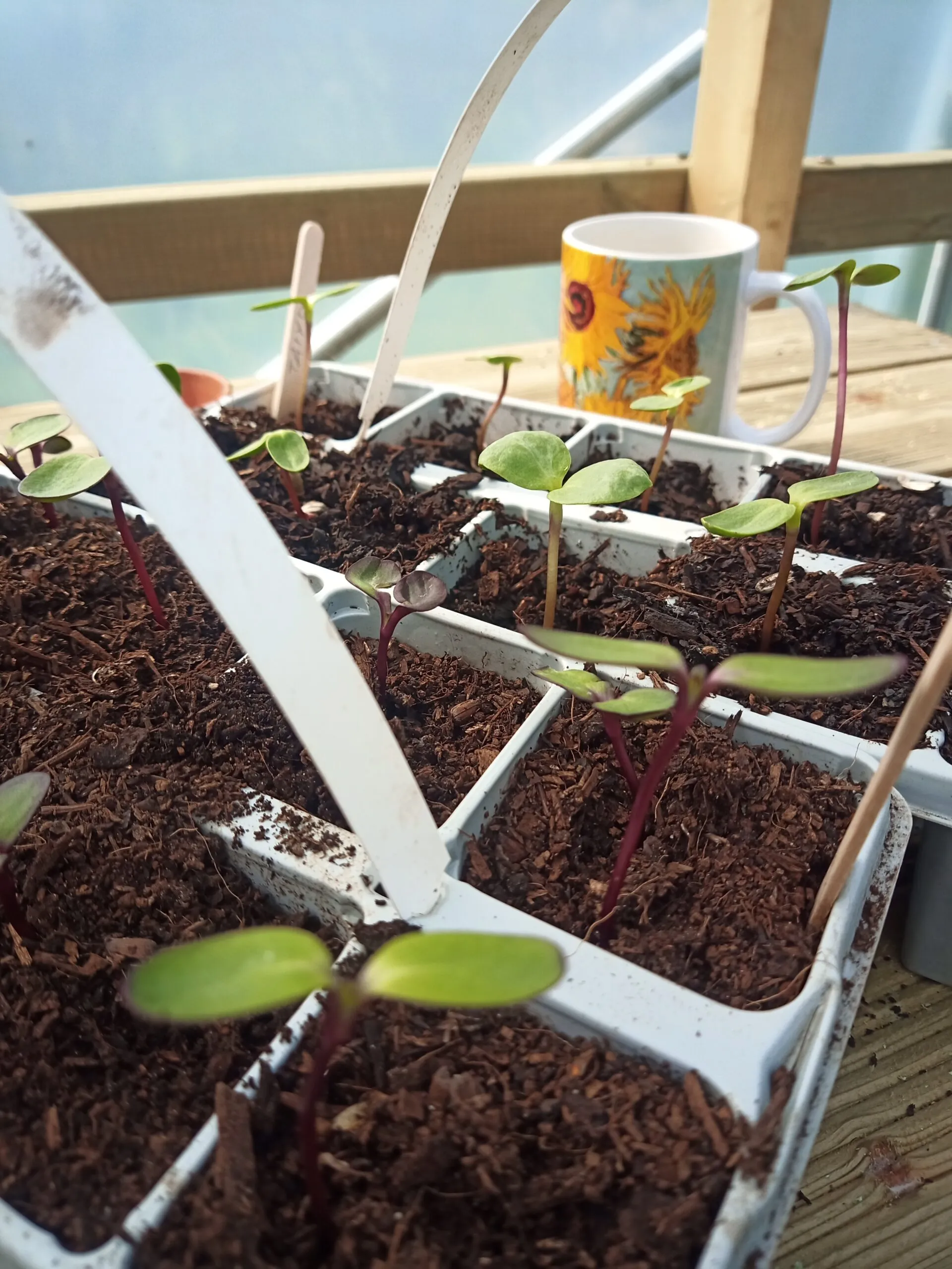 Sowing Sunflower Seeds