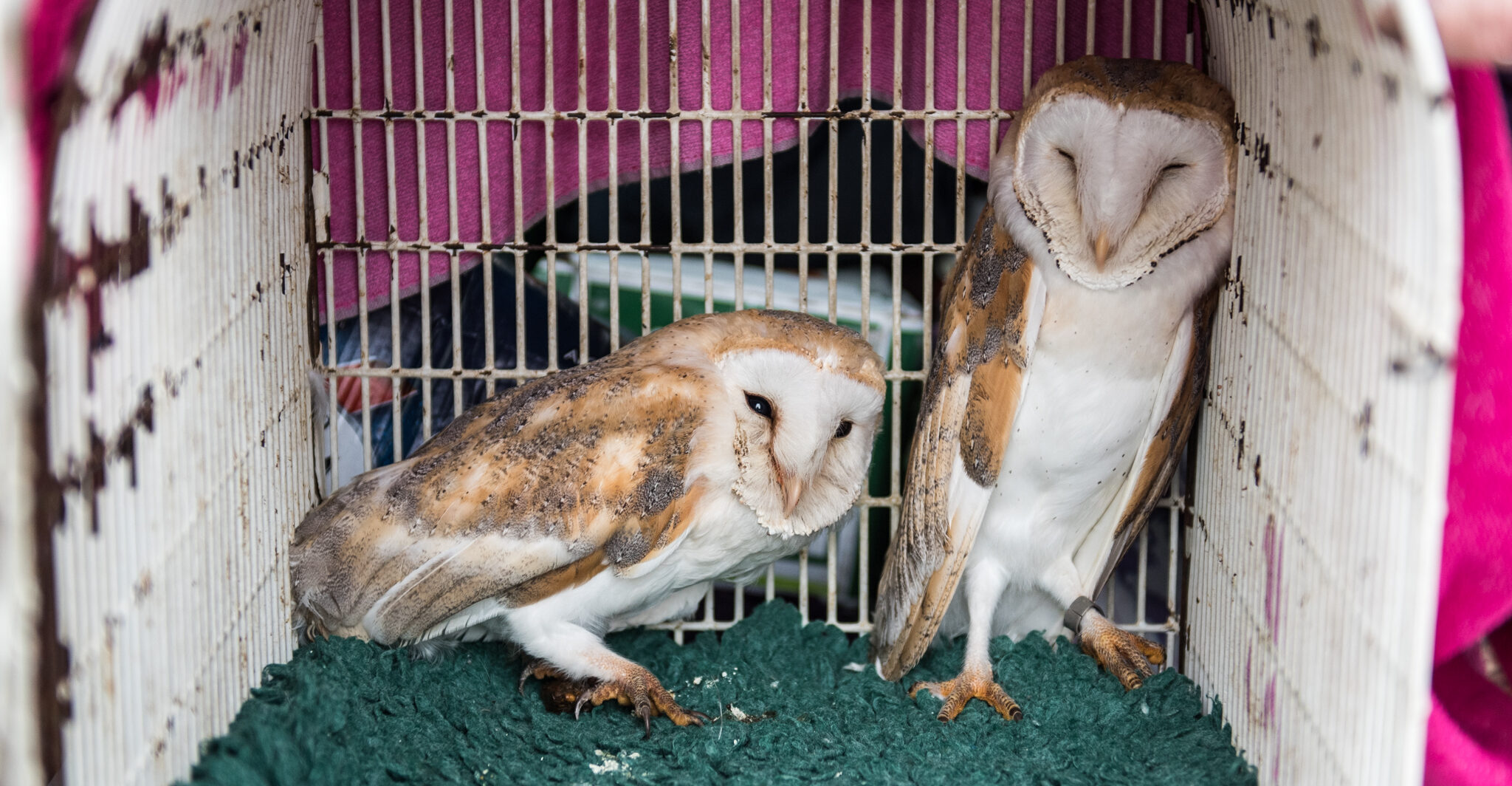 Jordan & Notley Arrive at Jordans Farm