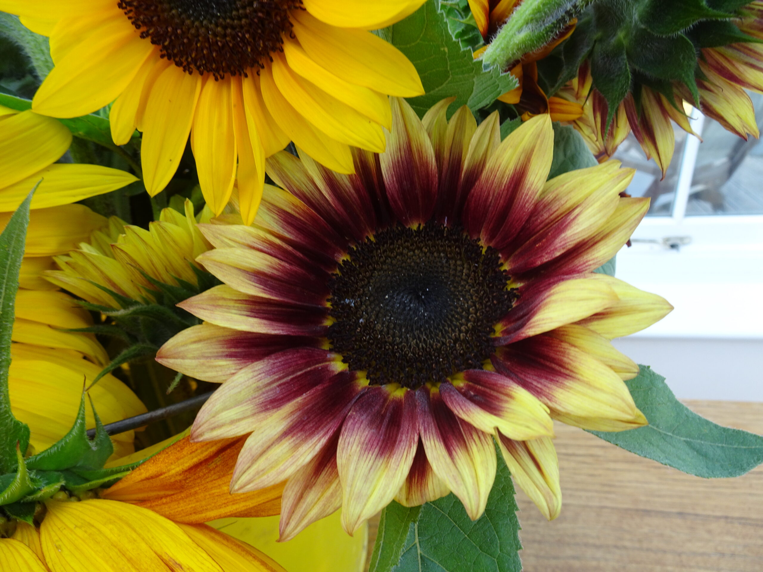 a-year-full-of-sunshine-sunflowers-jordan-s-farm