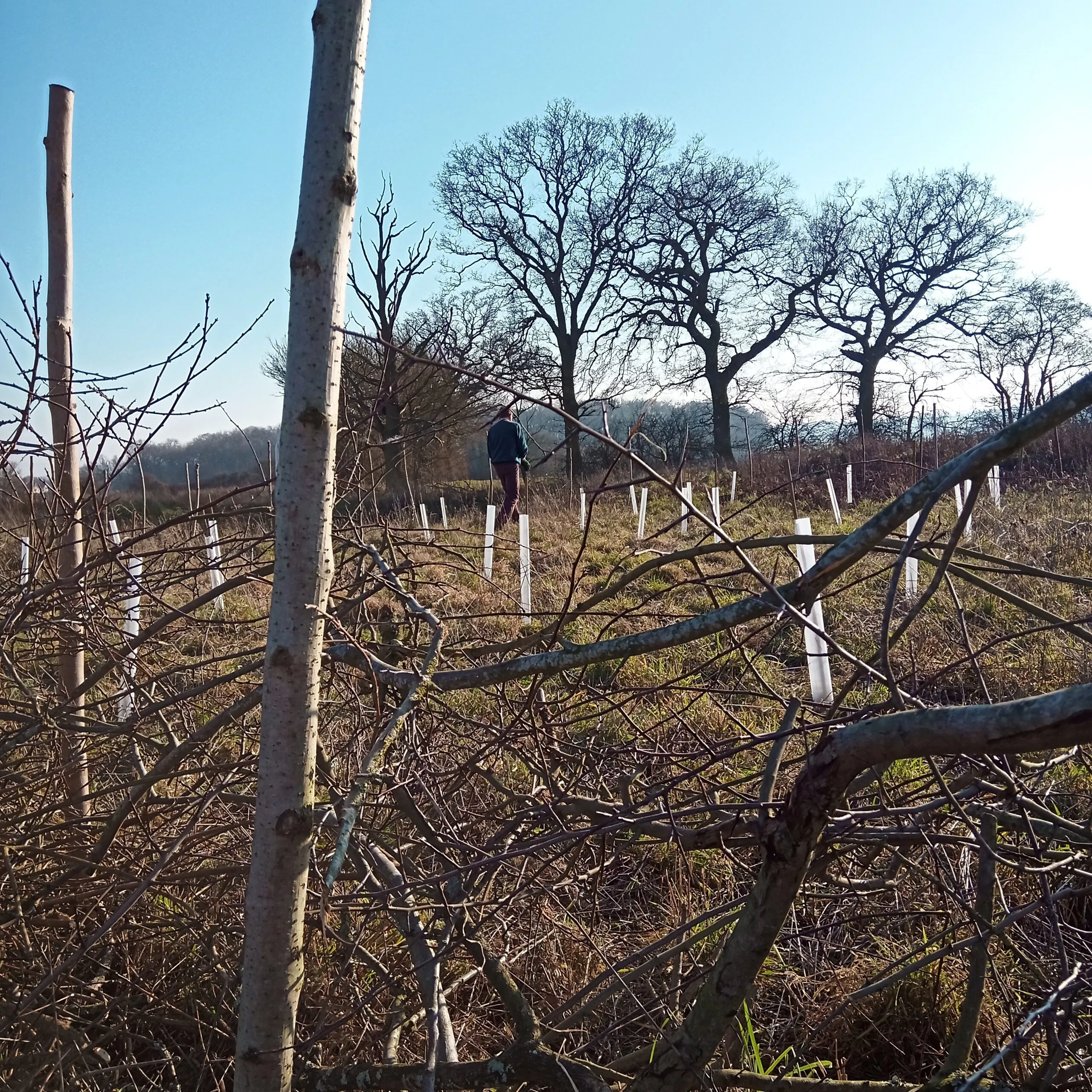 dead hedge tree planting