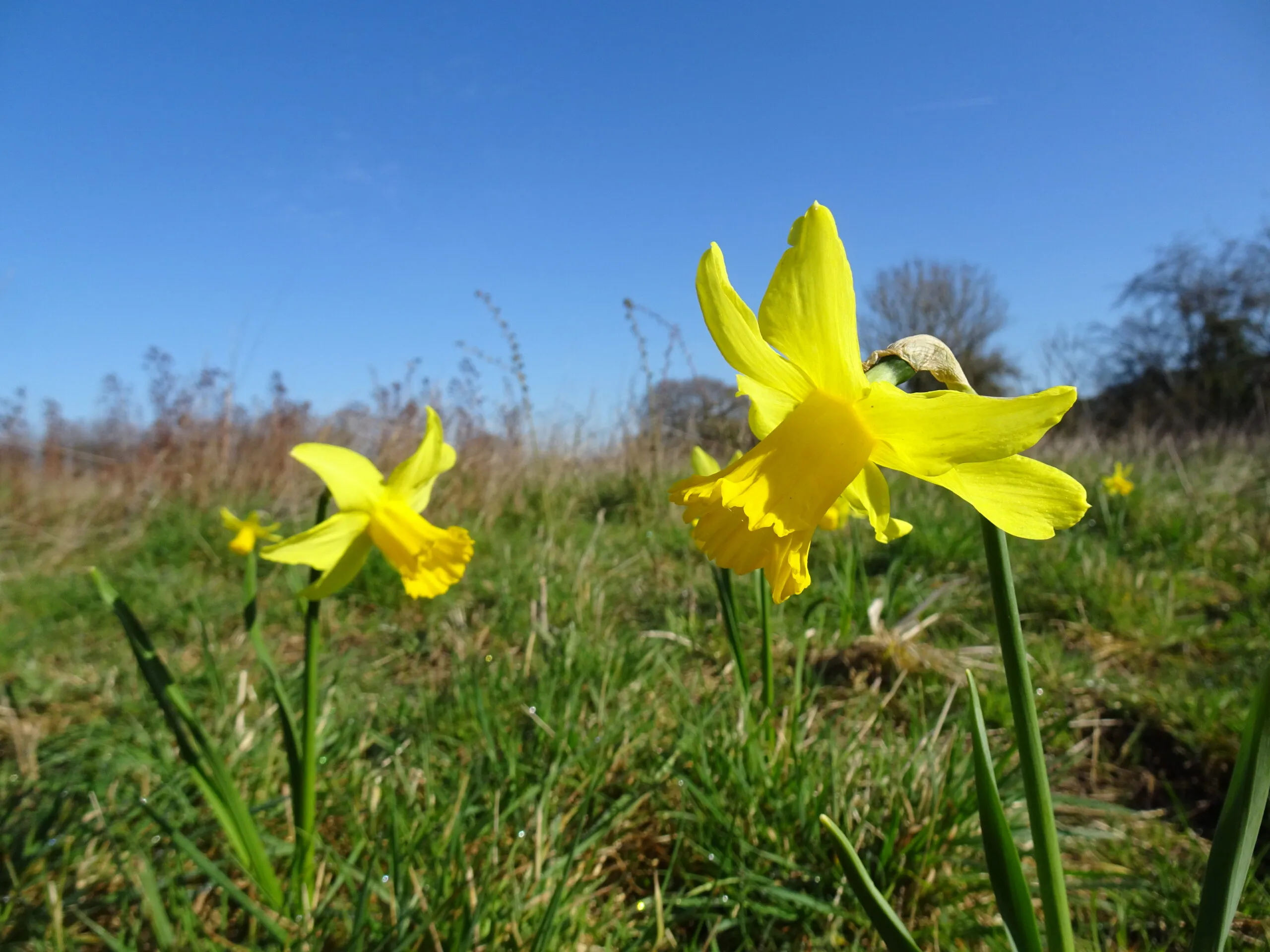 native daffodill