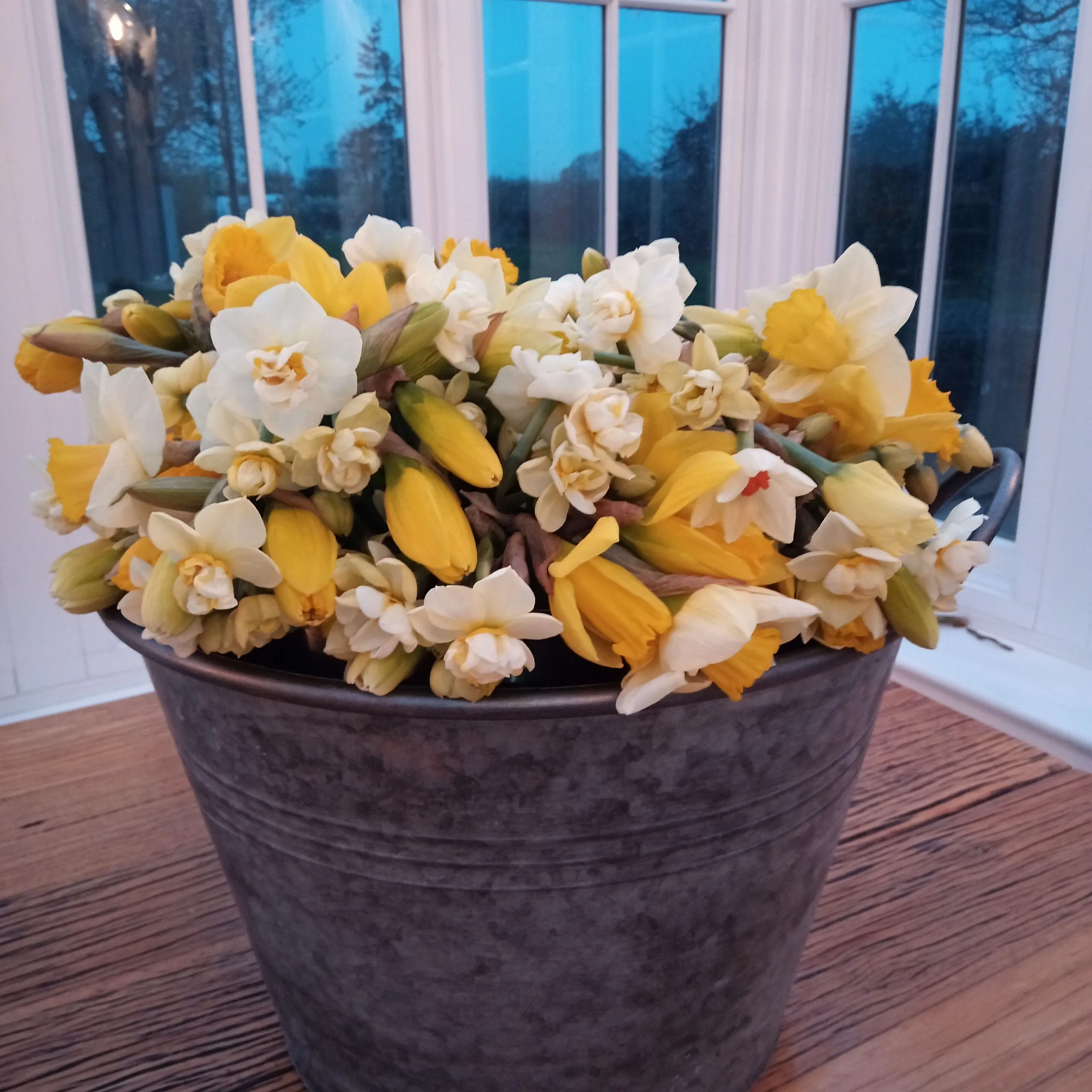 Flower & Foliage Farm: A Host of Golden Daffodils