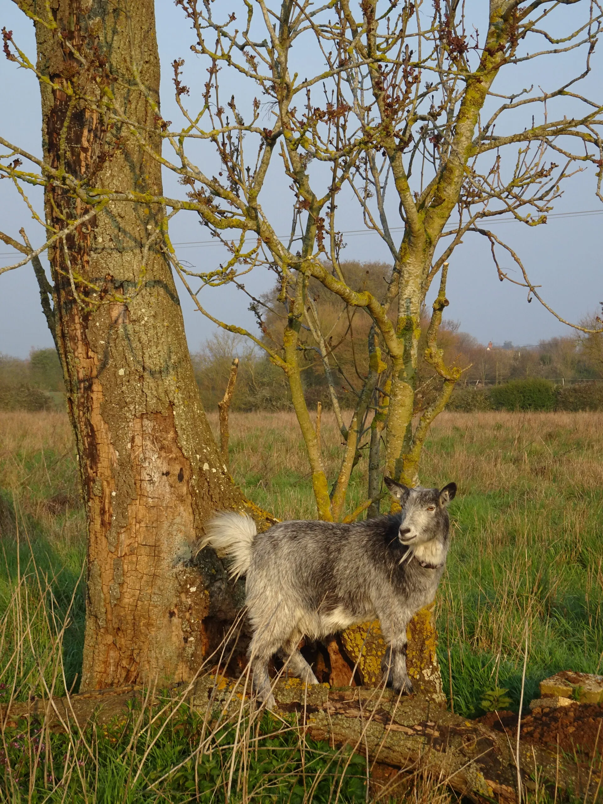 Goats Thorn & Bailey