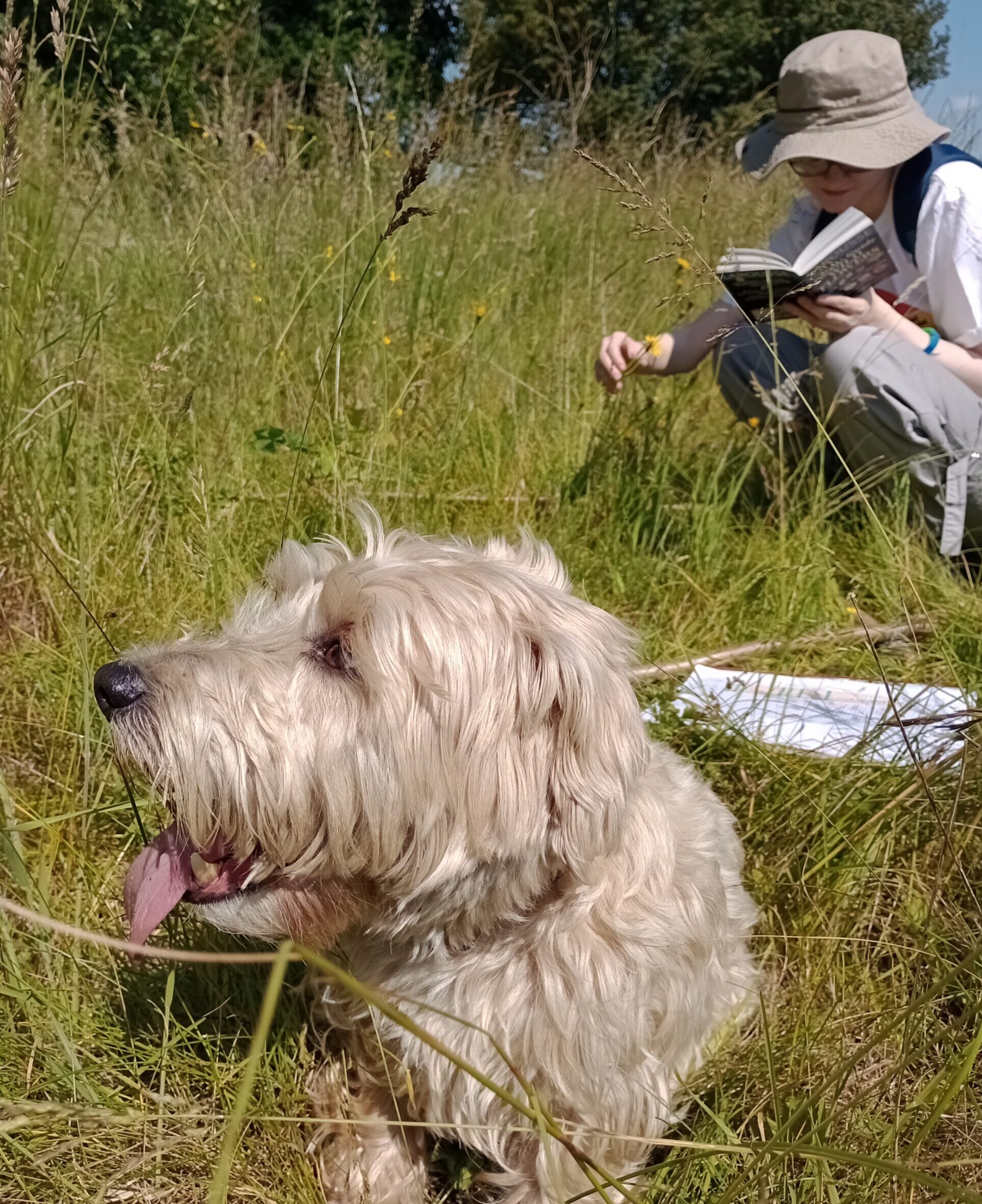 Surveying the Wildflowers in the Outback