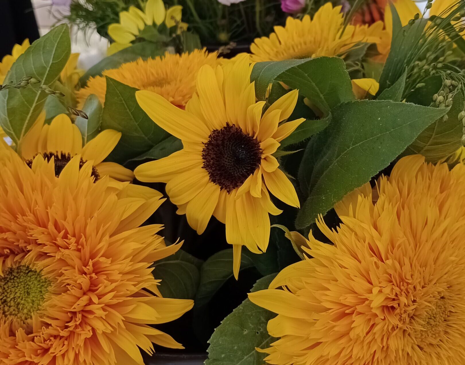 Flower & Foilage Farm: Sunflowers at Jordans Farm
