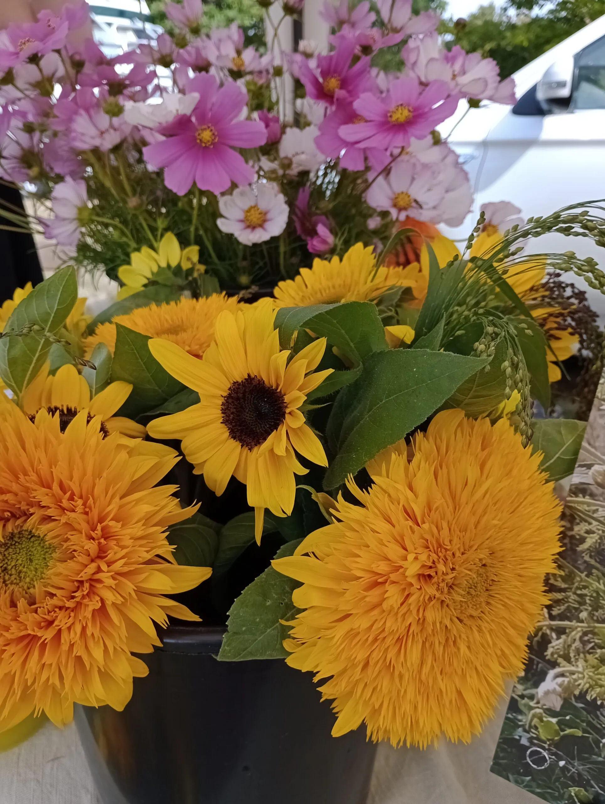 Flower & Foliage Farm: Sunflowers at Jordans Farm