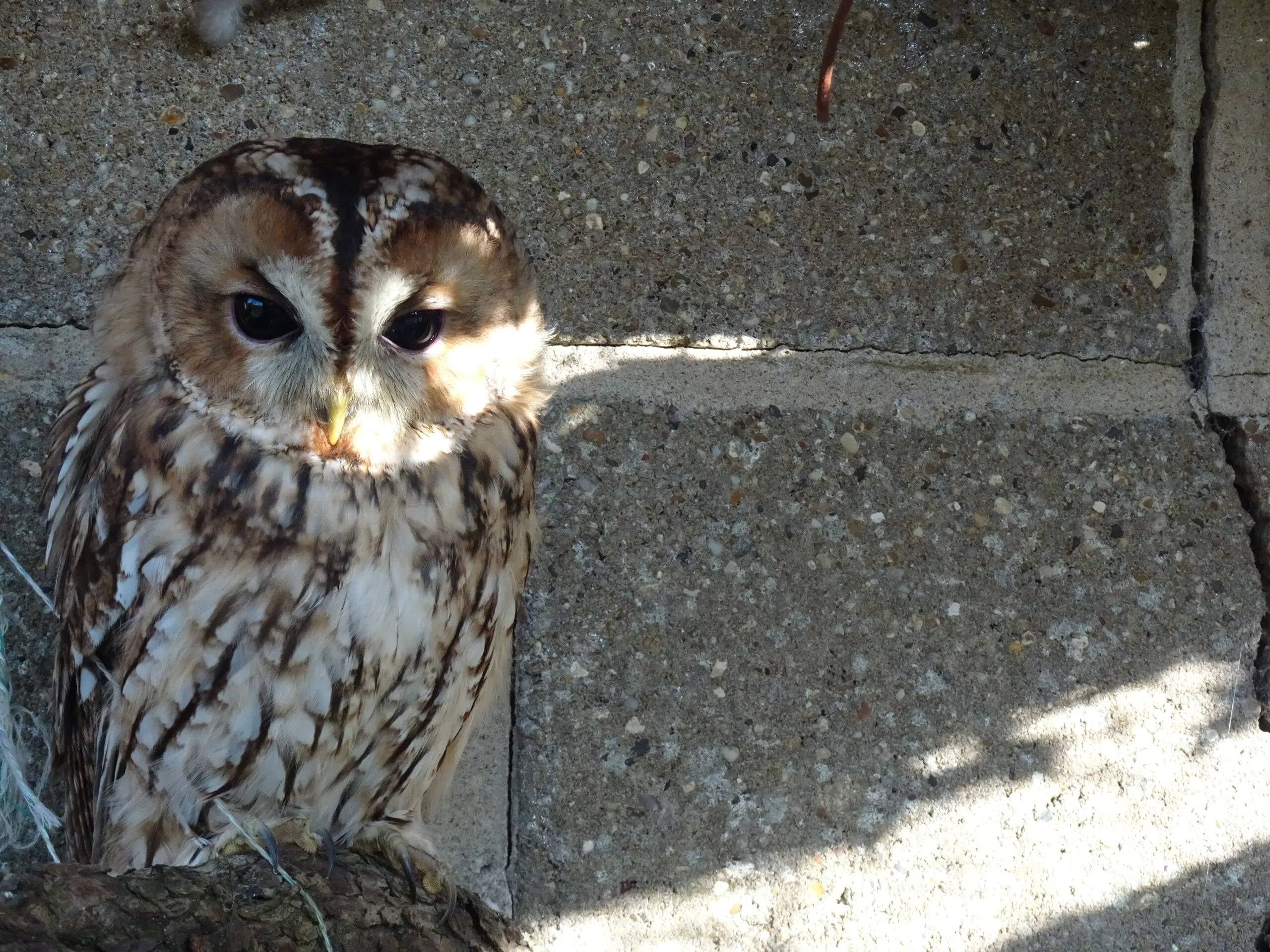 Tawny Owl