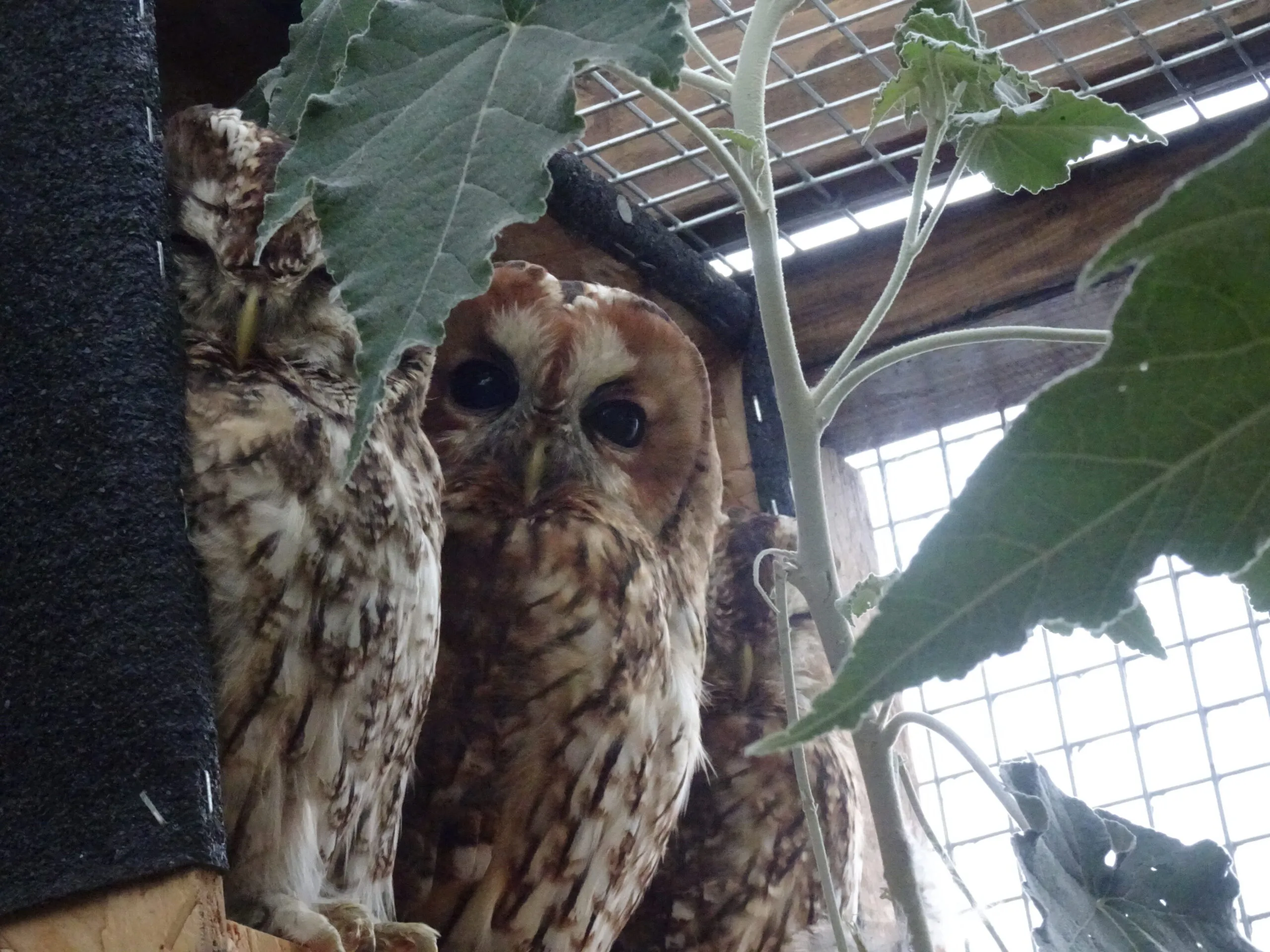 Owls, Owls, Owls!