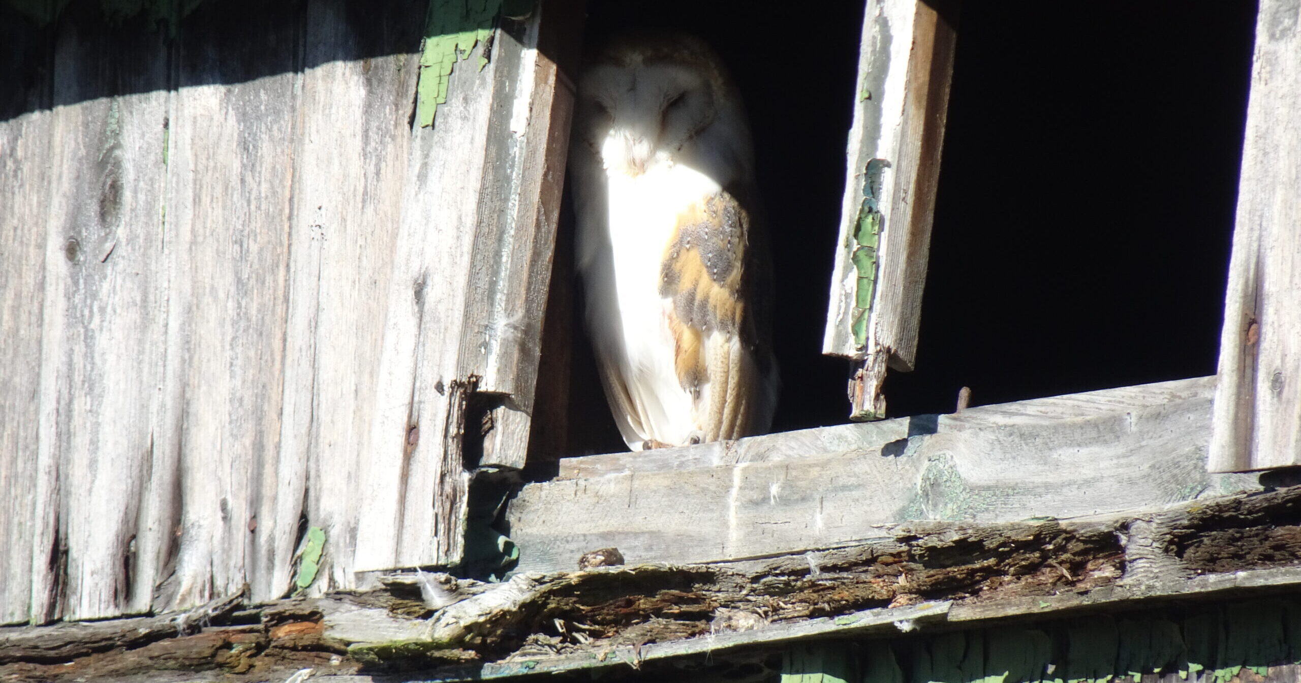 Boomerang Barn Owl