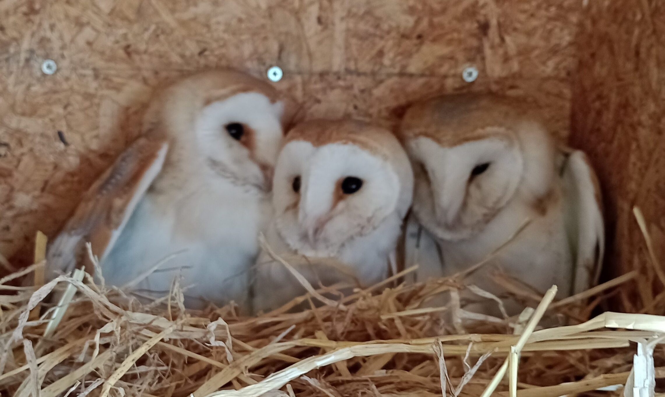 New Arrivals: 3 Barn Owl Owlets
