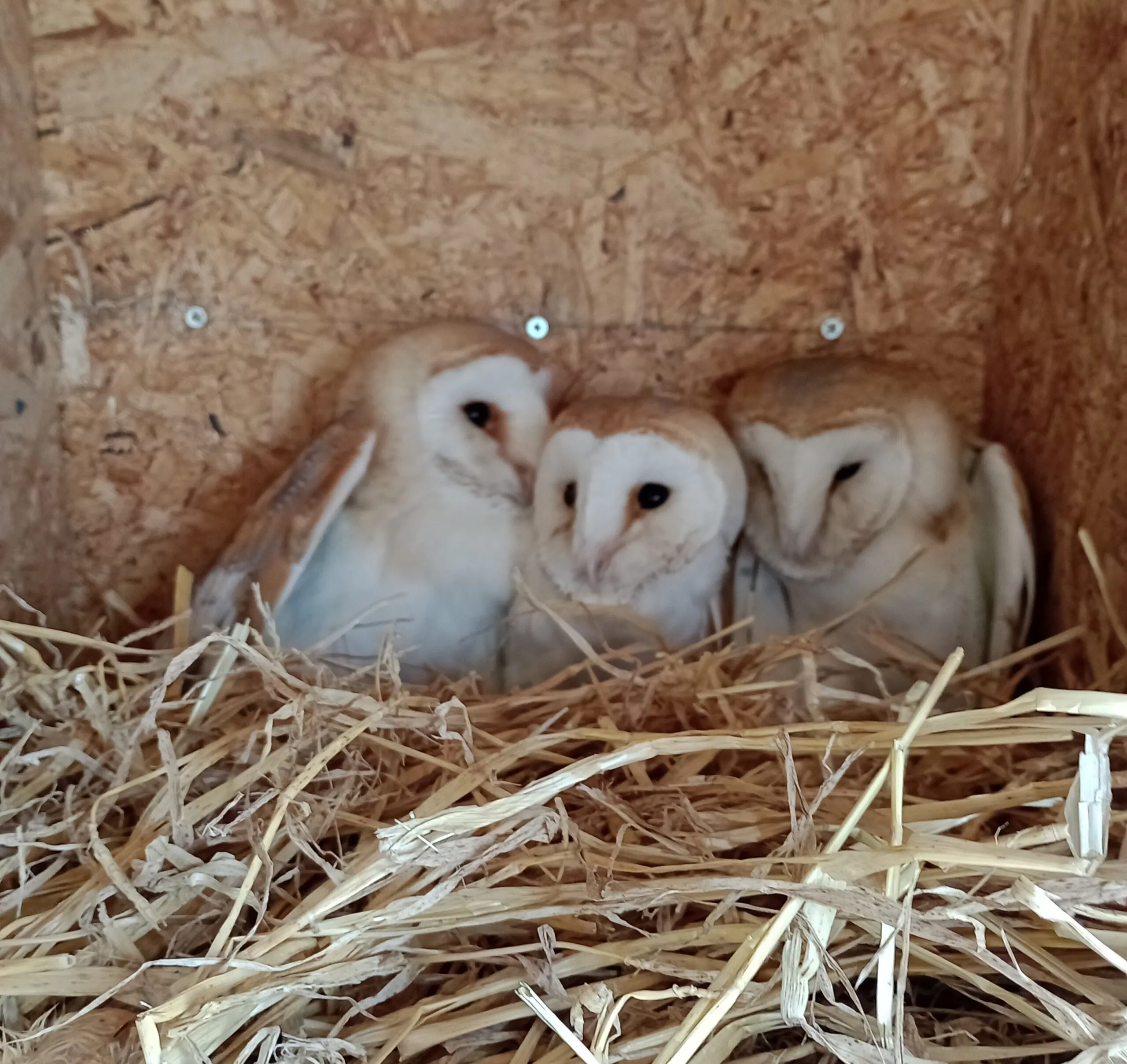 New Arrivals: 3 Barn Owl Owlets